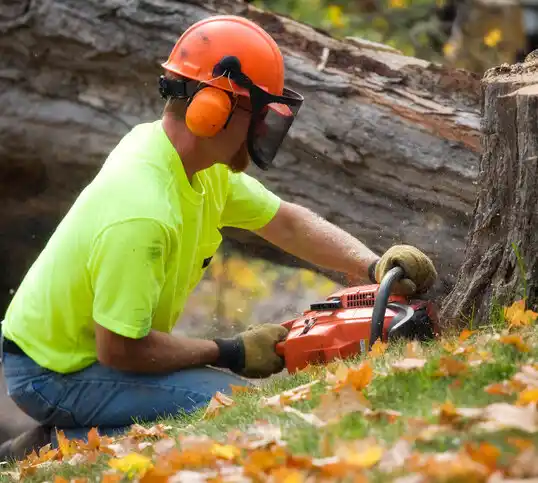 tree services Neuse Forest